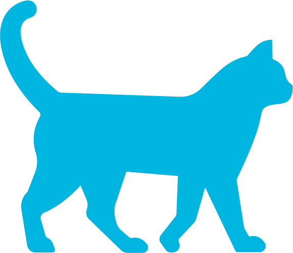 Kissa_turkoosi_näytöt